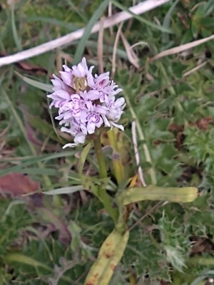 photo of Common Spotted Orchid