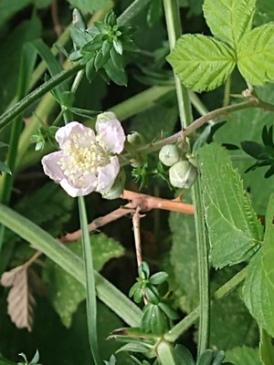photo of Elm Leaved Bramble