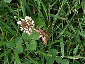 photo of White Clover