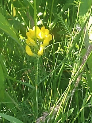 photo of Meadow Vetchling