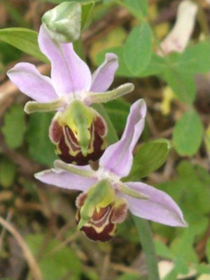 photo of Bee Orchid