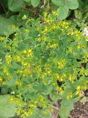 photo of Perforate St. John's Wort