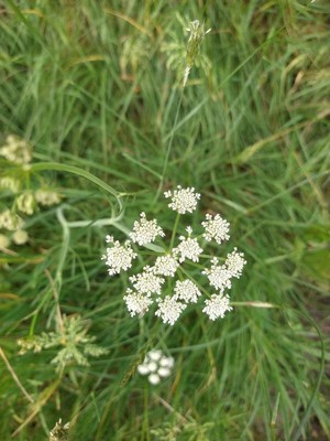 photo of Wild Carrot