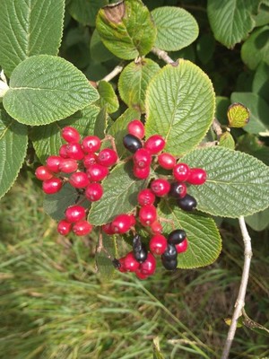 photo of Wayfaring Tree