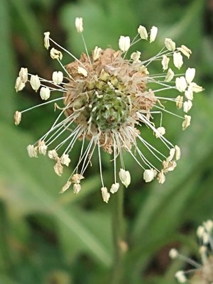 photo of Ribwort Plantain