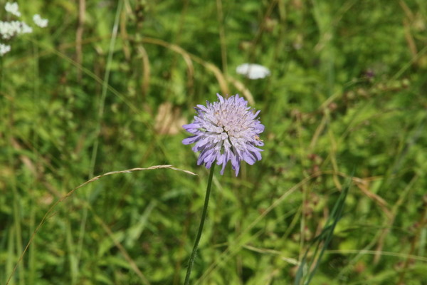 photo of Field Scabious