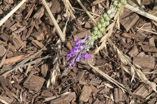 photo of Purple Toadflax
