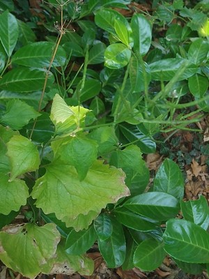photo of Garlic Mustard