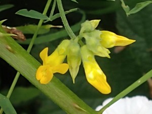 photo of Meadow Vetchling