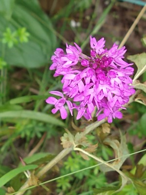 photo of Pyramidal Orchid