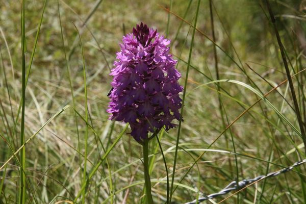 photo of Pyramidal Orchid
