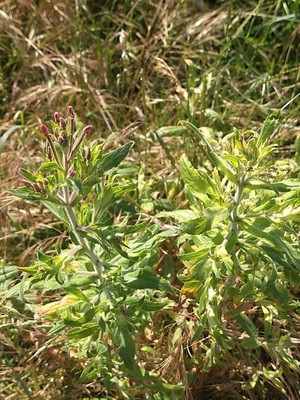 photo of Great Willowherb
