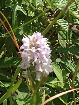 photo of Common Spotted Orchid