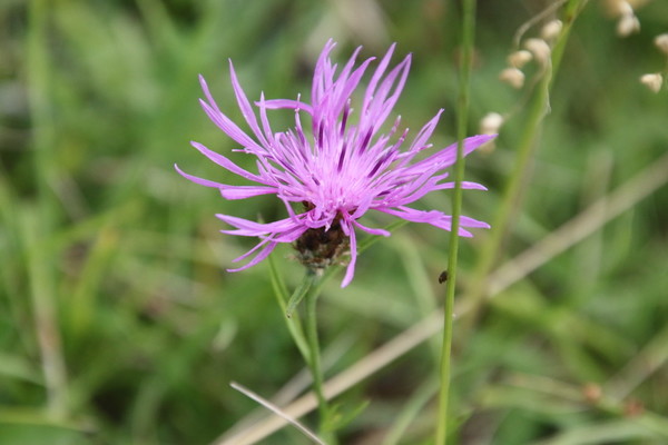 photo of Brown Knapweed