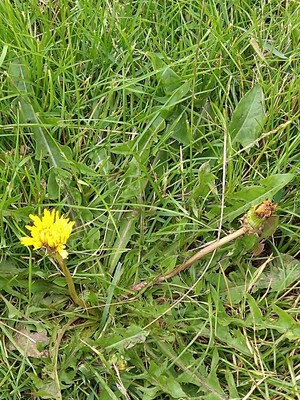 photo of Dandelion