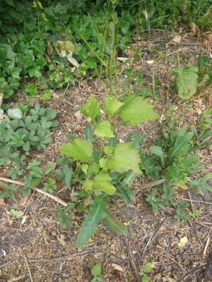photo of Garlic Mustard