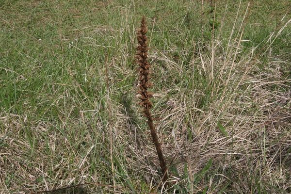 photo of Knapweed Broomrape