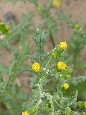 photo of Groundsel