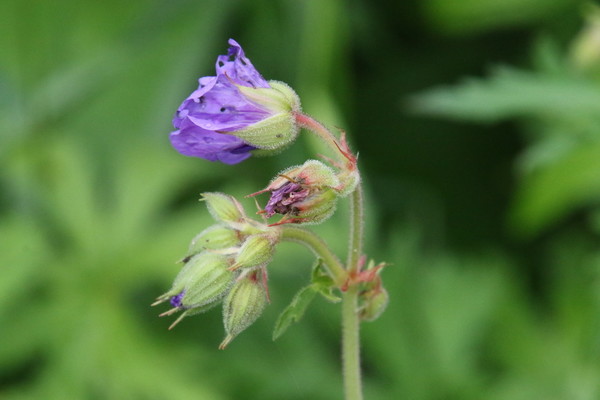 photo of Meadow Crane's Bill