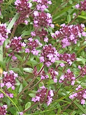 photo of Wild Thyme