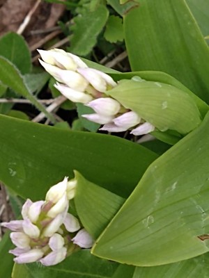 photo of Military Orchid