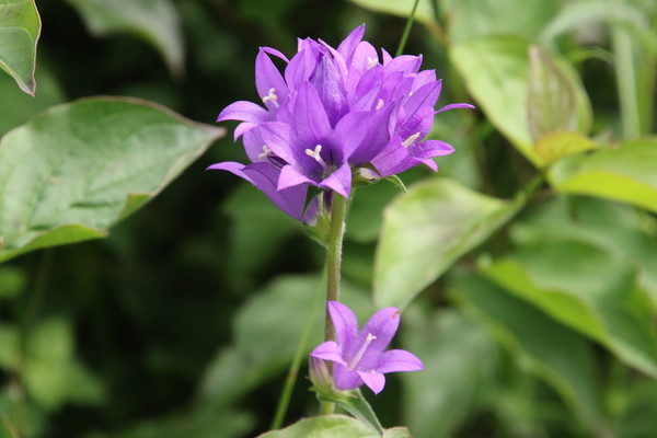 photo of Clustered Bellfower