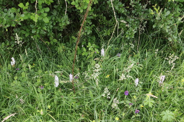 photo of Common Spotted Orchid