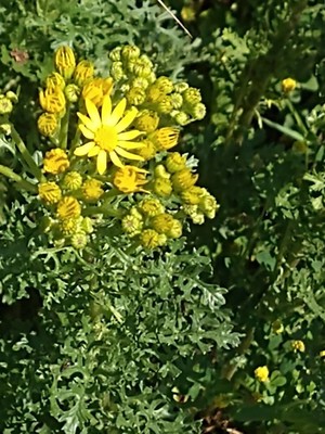 photo of Ragwort