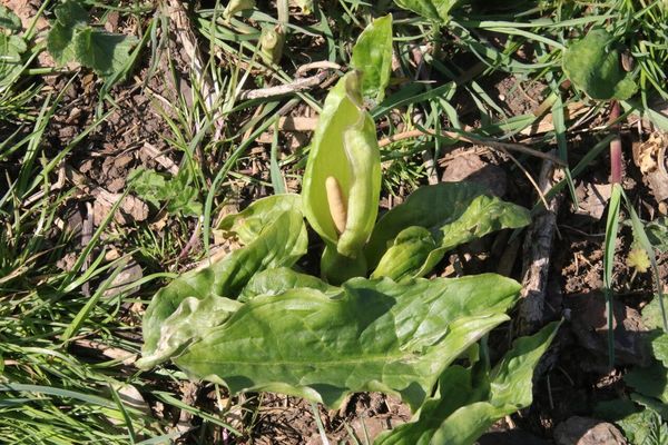 photo of Italian Arum
