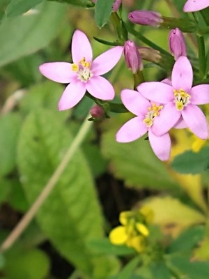 photo of Common Centaury