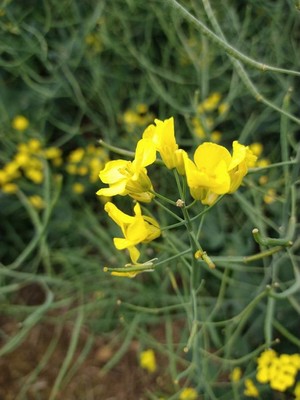 photo of Rapeseed