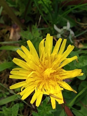 photo of Dandelion