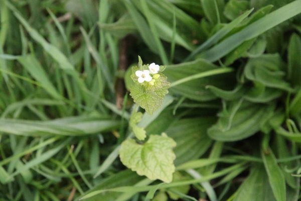 photo of Garlic Mustard