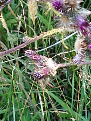 photo of Marsh Thistle