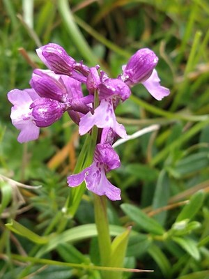photo of Green Winged Orchid