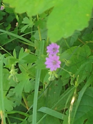 photo of Dove's Foot Crane's Bill