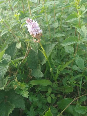 photo of Common Spotted Orchid