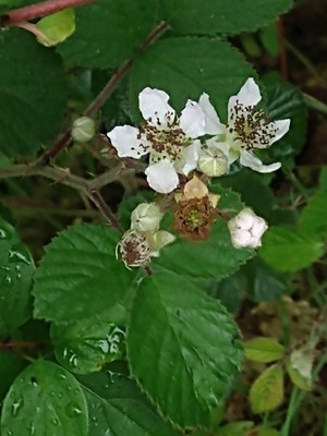 photo of Elm Leaved Bramble