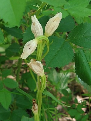 photo of White Helleborine