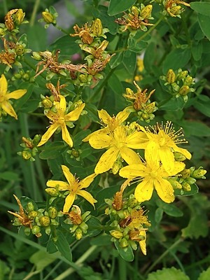 photo of Hairy St John's Wort
