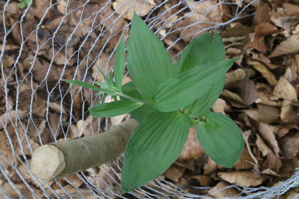photo of Broad Leaved Helleborine