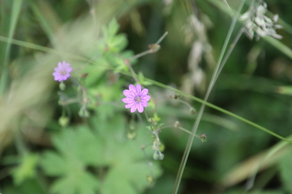 photo of Hedgerow Crane's Bill