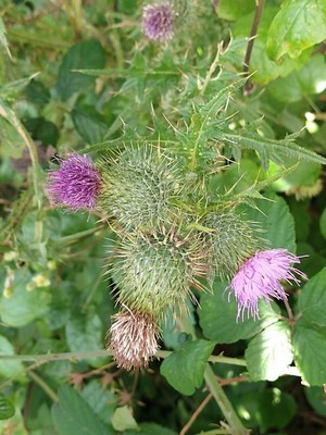 photo of Spear Thistle