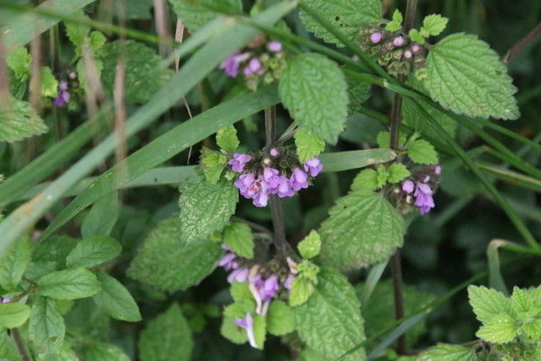 photo of Black Horehound