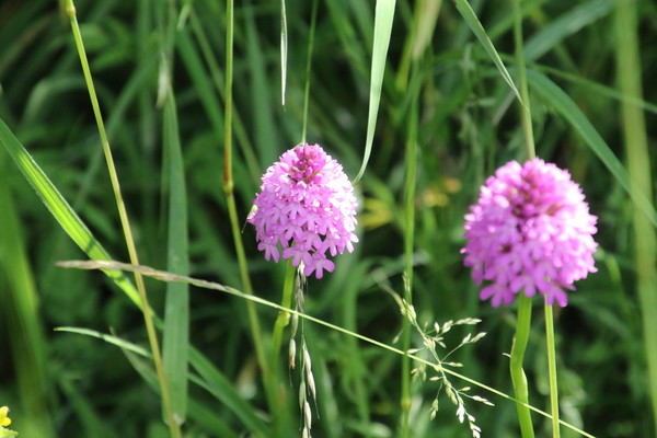 photo of Pyramidal Orchid