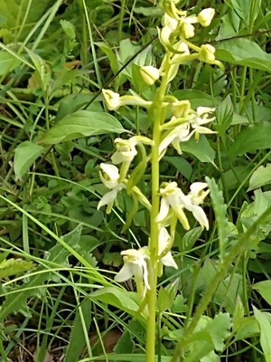photo of Greater Butterfly Orchid