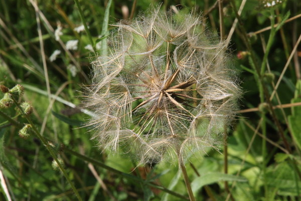 photo of Goat's Beard