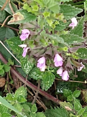 photo of Black Horehound