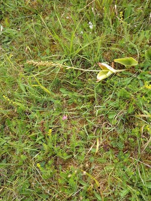 photo of Common Twayblade