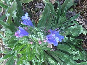 photo of Vipers Bugloss